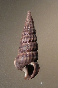 398px-Cerithidea_californica_001