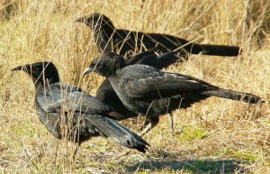 White-winged Choughs