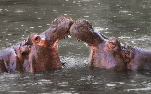 800px-Hippopotamus_amphibius_Whipsnade_Zoo