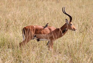 800px-Impala_mutualim_with_birds_wide