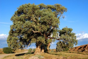 800px-Flinders_redgum_near_sunset