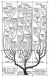 Fig5-Haeckel1866-from_WikimediaCommons