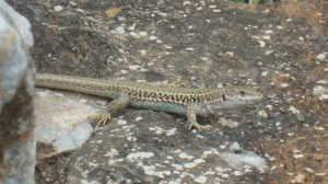 Fig.1: A male of an island subspecies of Erhard’s wall lizard (P.e.mykonensis). The brighter blue colouration along the side of the body, which seems to be involved in conspecific signalling, is clearly visible. 