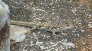 Fig.1: A male of an island subspecies of Erhard’s wall lizard (P.e.mykonensis). The brighter blue colouration along the side of the body, which seems to be involved in conspecific signalling, is clearly visible.
