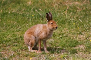 Female_Irish_mountain_hare