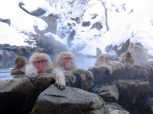 Jigokudani_hotspring_in_Nagano_Japan_001