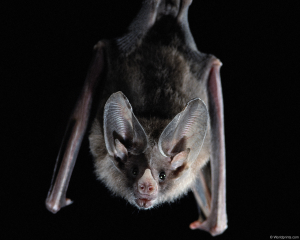 bat_high_resolution_desktop_1280x1024_wallpaper-247989