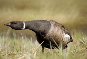 800px-Brent_Goose_-_defensive_position