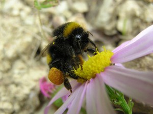 800px-Bumblebee_05