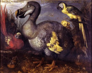 Edward's_Dodo