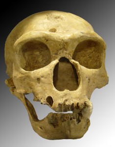 Homo_sapiens_neanderthalensis