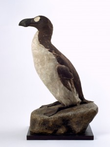 Great Auk