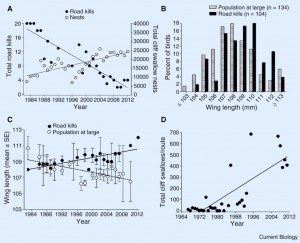 Figure 1. Change in wing length and number of road killed swallows (From Brown and Brown 2013).