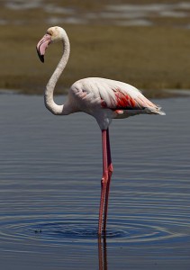 Phoenicopterus_roseus_(Walvis_bay)