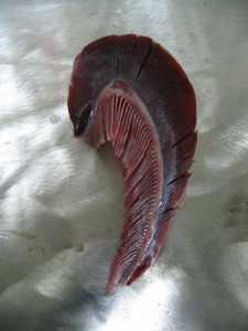 Normal fish gill (Thunnus fallai)