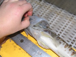 Icefish gill (Champsocephalus esox) 