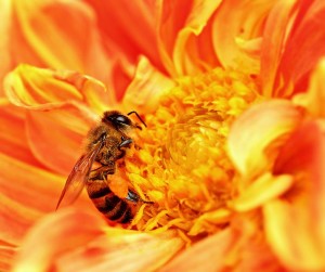 714px-Honey_Bee_takes_Nectar