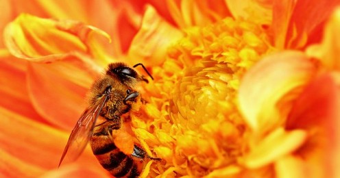 714px-Honey_Bee_takes_Nectar