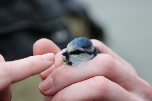 Blue Tit