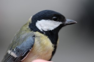 Great Tit 