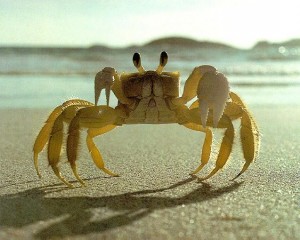 crab-3