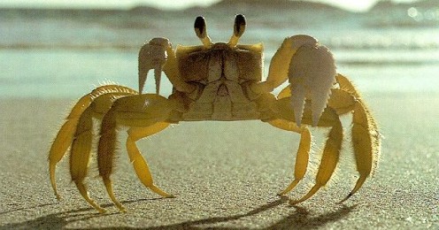 crab-3