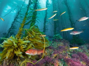 Photograph by Brian Skerry, National Geographic