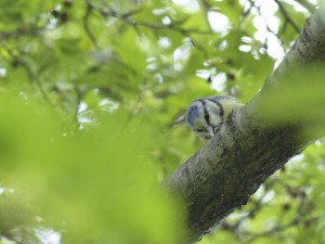 Blue tit