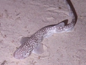 Catshark_oedv