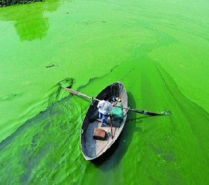 A cyanobacterial bloom in Chao Hu, the fifth largest freshwater lake in China 