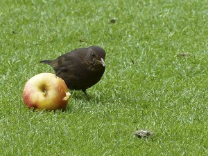 Female Balckbird