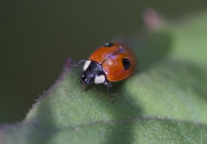 Ladybird