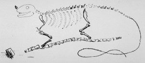 Mantell's_Iguanodon_restoration