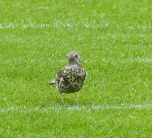 Mistle Thrush