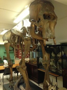 Prince Tom at the TCD Zoology Museum