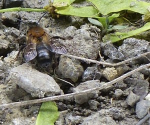 Soliatry Bee sp.