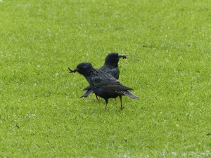 Starlings with grubs