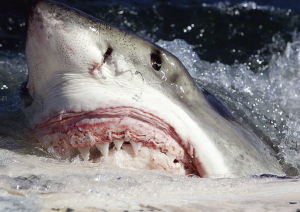 White_shark_(Carcharodon_carcharias)_scavenging_on_whale_carcass_-_journal.pone.0060797.g004-A