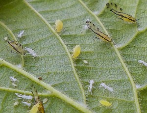 aphids