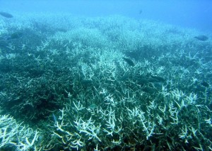 Bleached coral reef