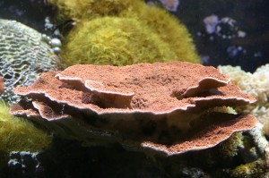 Healthy coral