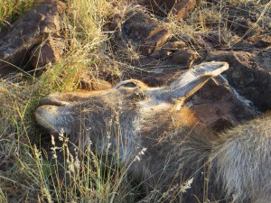 Step 5 - bait the area (this sickly Waterbuck had died)