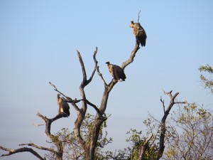 Step 7 - play the waiting game (perching African White-backed Vultures)