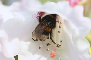 Bumble-bee_on_Rhododendron