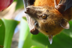 A beautiful fruit bat relaxing in a banana tree