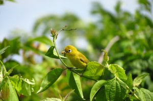 An adult Lemon-bellied White-eye returning with food for its chicks