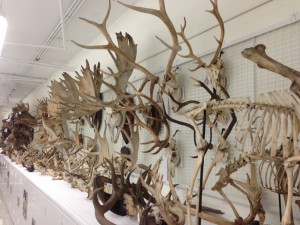 Antler collection at Harvard's Museum of Comparative Zoology