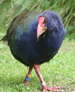 Takahe_noa