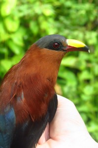 The stunning Yellow-billed Malkoha, a Sulawesi endemic