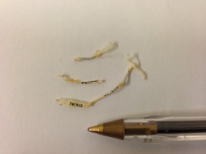 Tenrec limbs with a pen for scale; teeny tiny tenrecs!